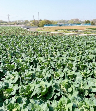 田中 悠海